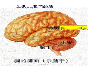 2022年醫(yī)學(xué)專題—大腦皮層是神經(jīng)系統(tǒng)的最高級中樞(更新版)