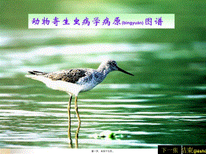 2022年醫(yī)學(xué)專題—?jiǎng)游锛纳x病學(xué)病原圖譜(已修改)