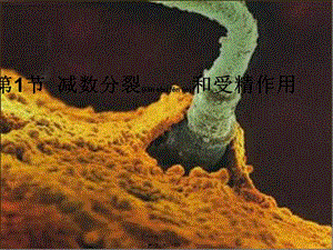 2022年醫(yī)學專題—染色體數(shù)目變化以及判斷各時期細胞概述(參考版)