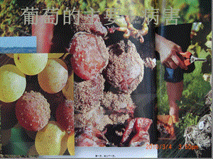 葡萄的主要病害(參考版)