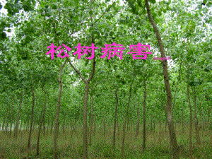2022年醫(yī)學(xué)專題—北方松樹病害-閱讀頁