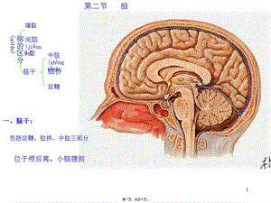 2022年醫(yī)學(xué)專題—第二節(jié)腦-wenkub.com