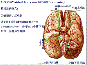 2022年醫(yī)學(xué)專題—腦血管及周圍神經(jīng)系統(tǒng)-wenkub