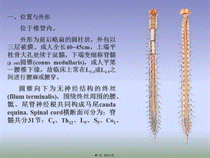 2022年醫(yī)學(xué)專題—腦神經(jīng)系統(tǒng)-脊髓-閱讀頁