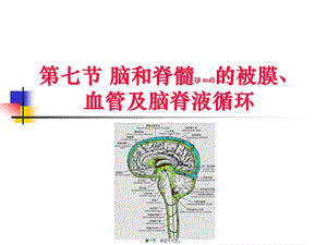 2022年醫(yī)學(xué)專題—腦被膜血管和腦脊液循環(huán)-文庫(kù)吧在線文庫(kù)