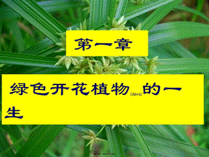 2022年醫(yī)學(xué)專題—綠色植物的一生總復(fù)習(xí)吐血制作-閱讀頁