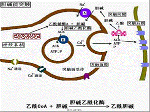2022年醫(yī)學(xué)專題—膽堿受體激動藥和作用于膽堿酯酶藥-(2)-閱讀頁