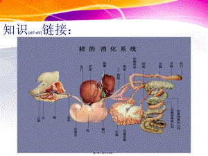 2022年醫(yī)學(xué)專題—第一章第二節(jié)豬的內(nèi)臟：呼吸系統(tǒng)(存儲(chǔ)版)
