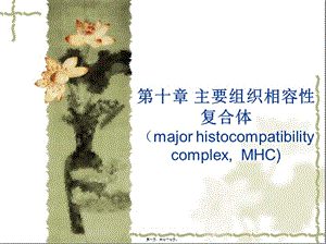 6第六章-主要組織相容性復(fù)合體(已修改)