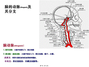 2022年醫(yī)學專題—腦血管和其分支(專業(yè)版)