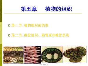 03-第五章-植物的組織-全文預(yù)覽