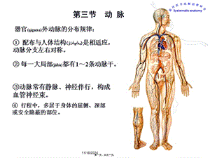 2022年醫(yī)學(xué)專題—脈管系統(tǒng)--動脈(已修改)