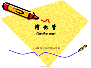 2消化管組織學(xué)-展示頁(yè)