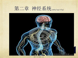 2022年醫(yī)學專題—第二章-神經(jīng)系統(tǒng)(文件)