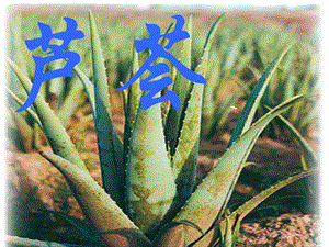 蘆薈蘆薈知識(shí)-文庫(kù)吧在線文庫(kù)