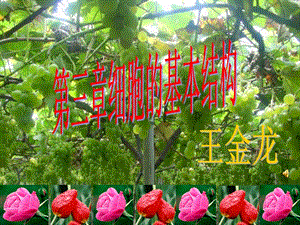 高中生物必修1《分子與細(xì)胞》(新人教版)32《細(xì)胞的基本結(jié)構(gòu)》課件(存儲版)