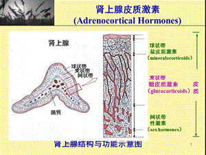 腎上腺皮質激素復習ppt課件-文庫吧